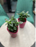 Кофе Арабика 15 см