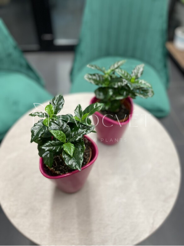 Кофе Арабика 15 см