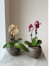Орхидея Фаленопсис Микс 30 см