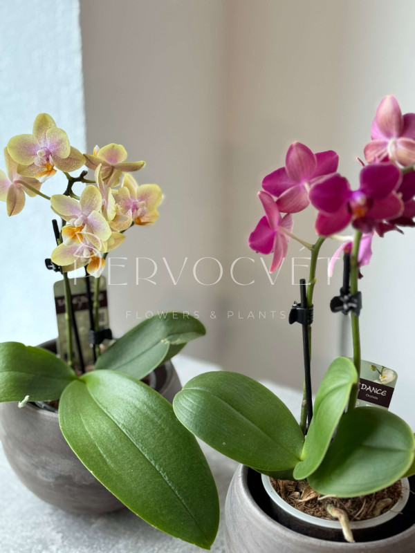 Орхидея Фаленопсис Микс 30 см