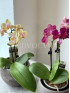 Орхидея Фаленопсис Микс 30 см