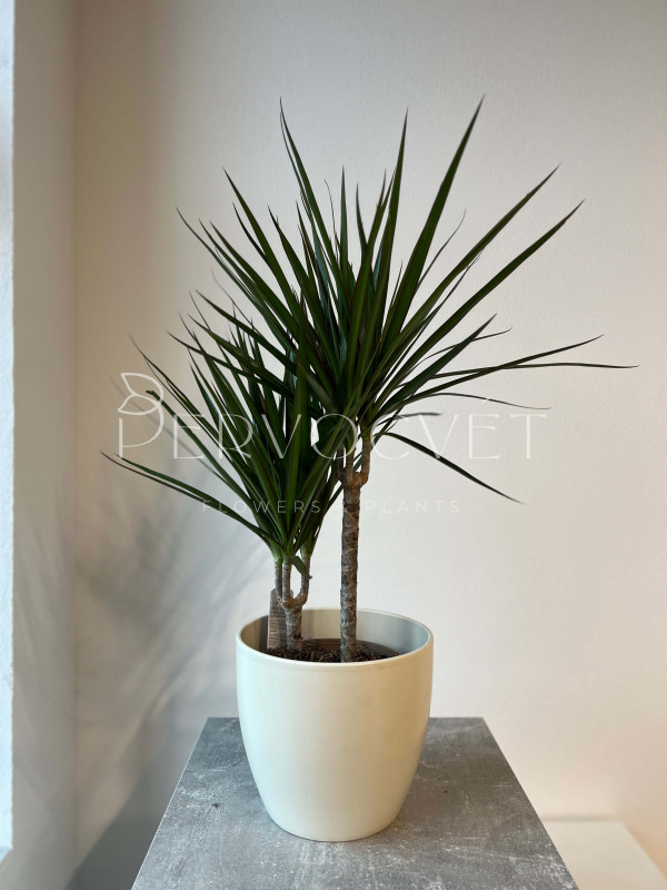 Драцена Маргината 2 ствола 70 см 