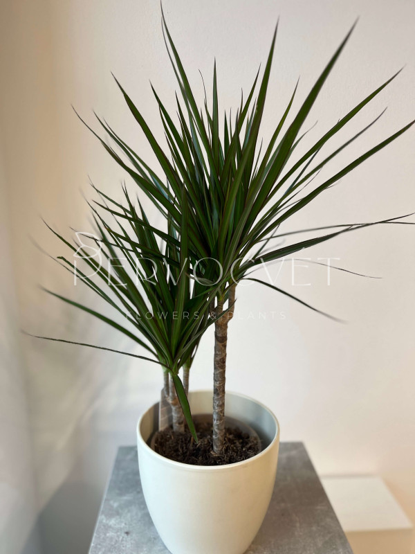 Драцена Маргината 2 ствола 70 см 