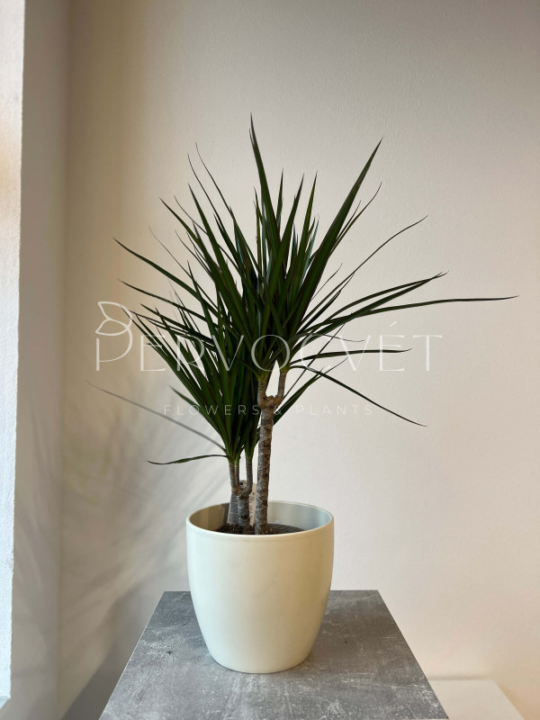 Драцена Маргината 2 ствола 70 см 