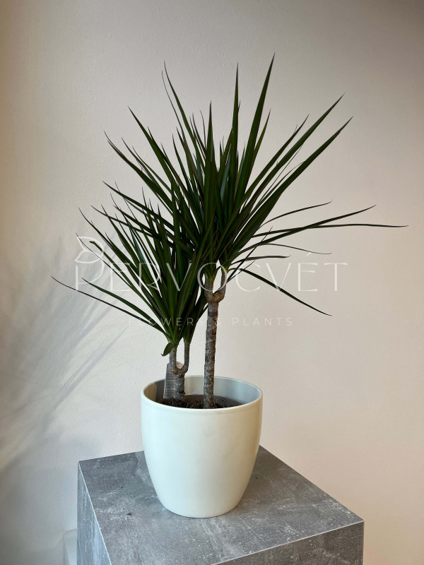 Драцена Маргината 2 ствола 70 см 