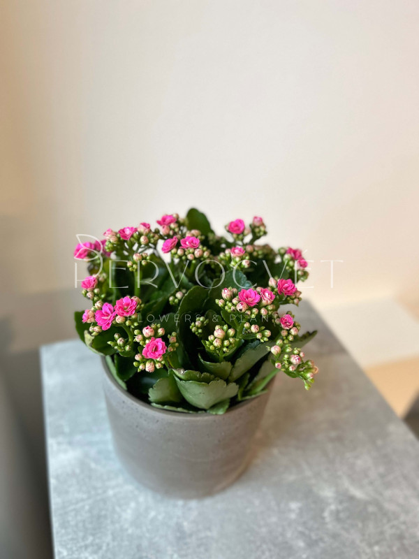 Каланхоэ Каландива 30 см (d15)