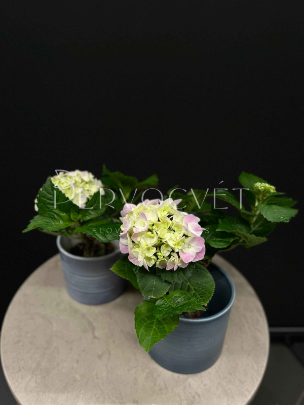Гортензия Бело-розовая в горшке 20 см