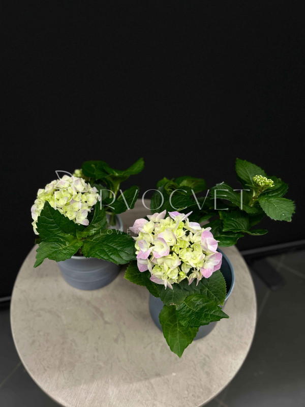 Гортензия Бело-розовая в горшке 20 см