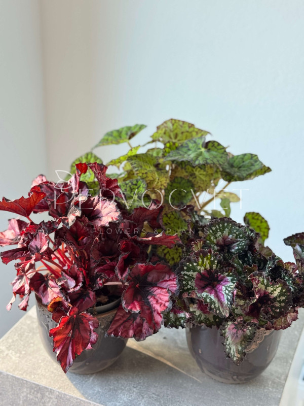 Бегония Рекс Микс 25 см