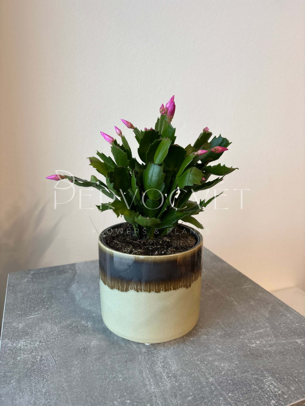 Декабрист (Шлюмбергера) Розовая 30 см