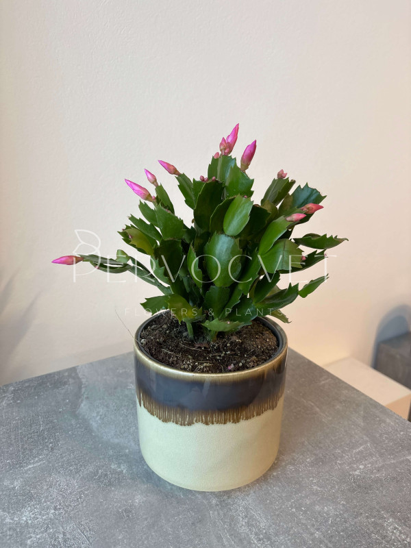 Декабрист (Шлюмбергера) Розовая 30 см