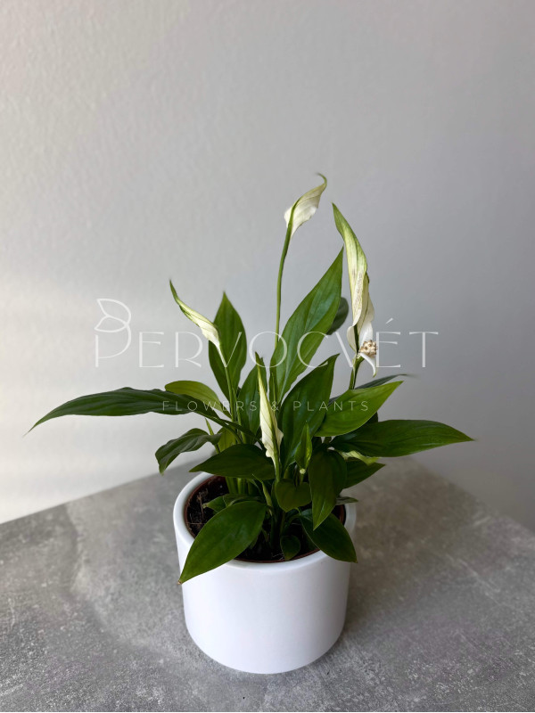 Спатифиллум Алана 20 см