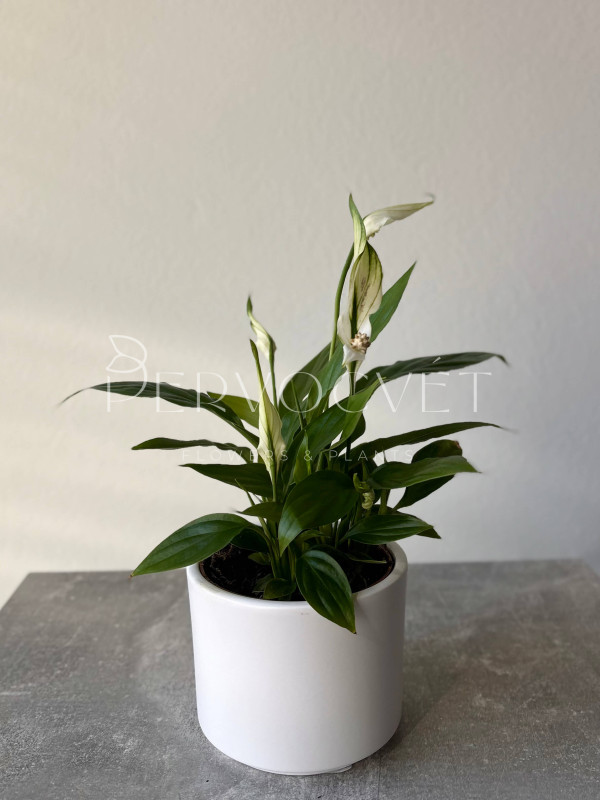 Спатифиллум Алана 20 см