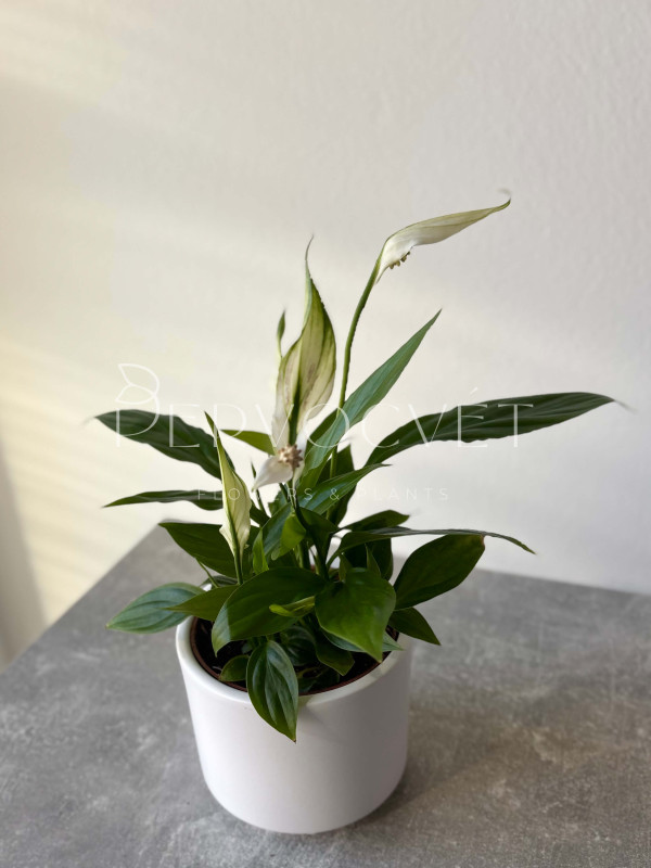 Спатифиллум Алана 20 см