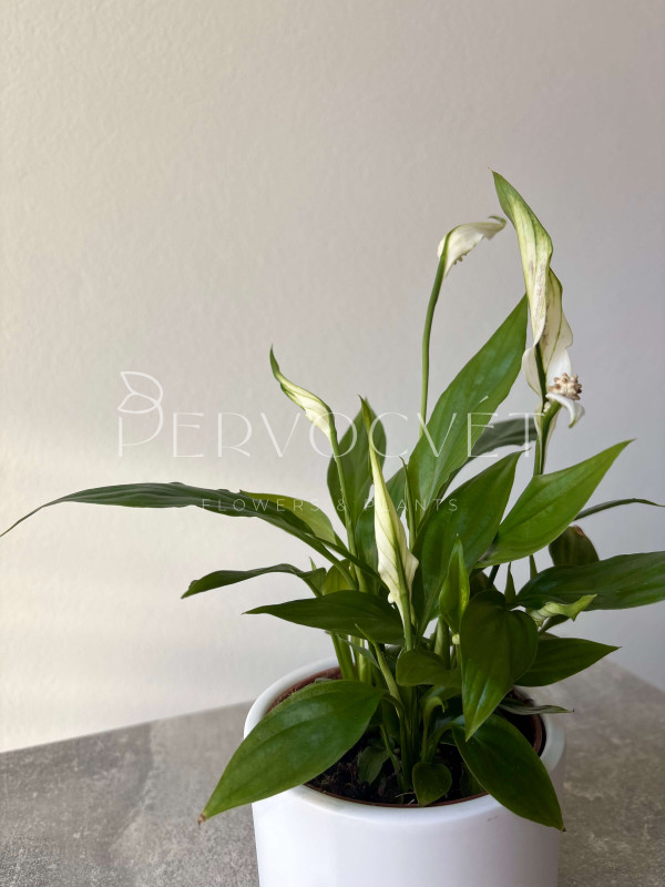 Спатифиллум Алана 20 см