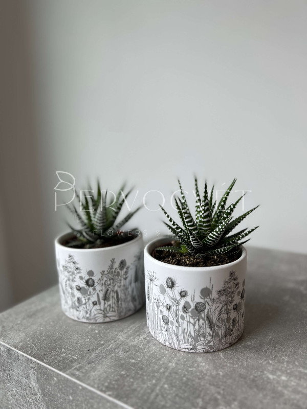 Хавортия Альба 15 см