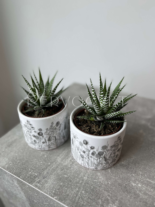 Хавортия Альба 15 см