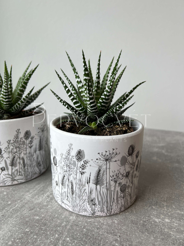 Хавортия Альба 15 см