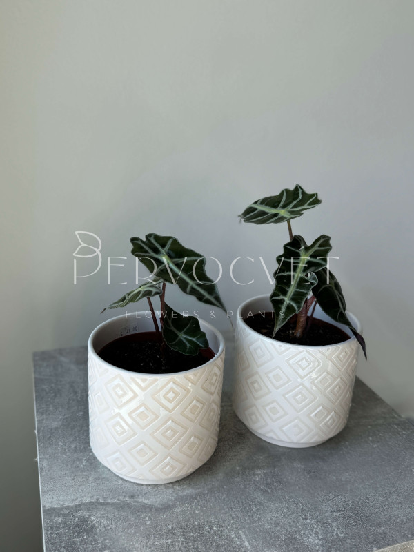 Алоказия Полли 25 см