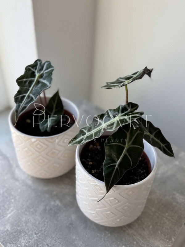 Алоказия Полли 25 см