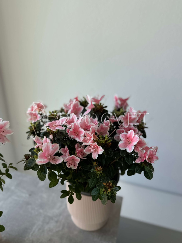 Азалия Розовая
