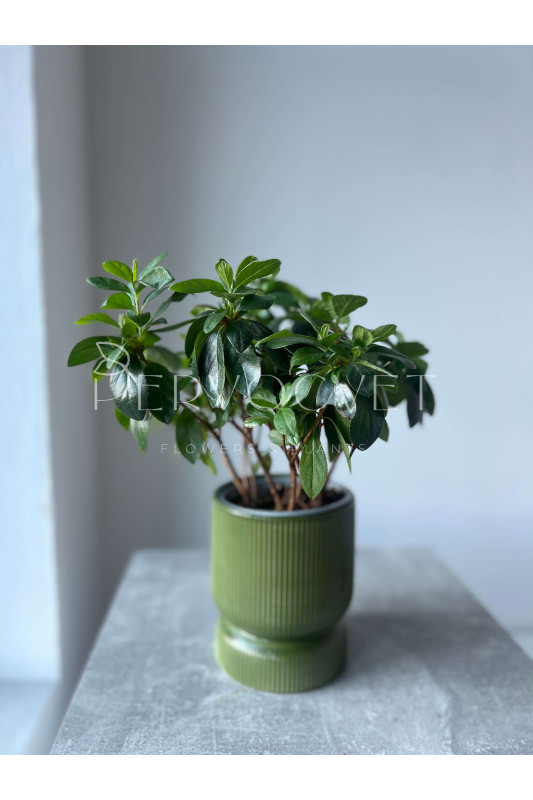 Азалия Белая 30 см