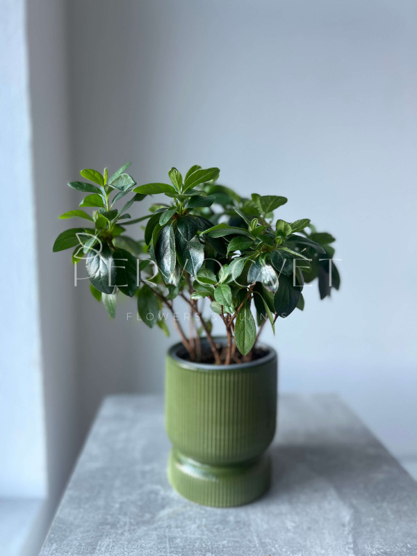 Азалия Белая 30 см