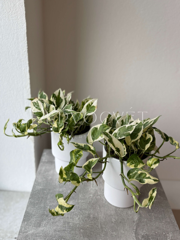 Эпипремнум Эн Джой 20 см