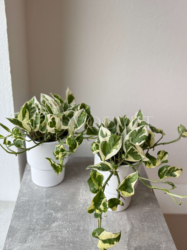 Эпипремнум Эн Джой 20 см