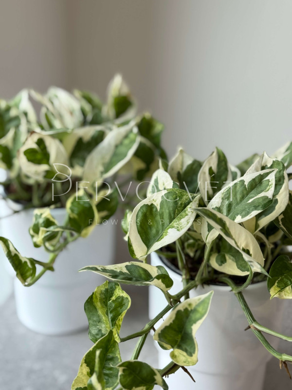 Эпипремнум Эн Джой 20 см