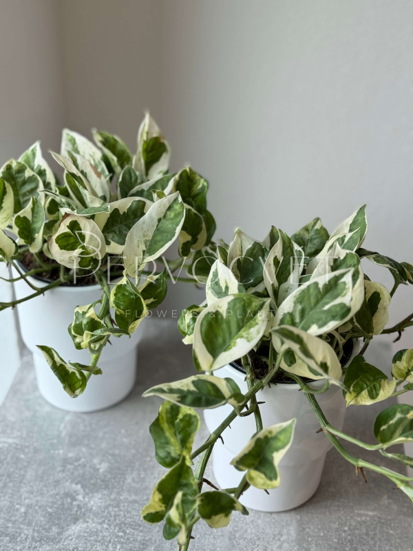 Эпипремнум Эн Джой 20 см