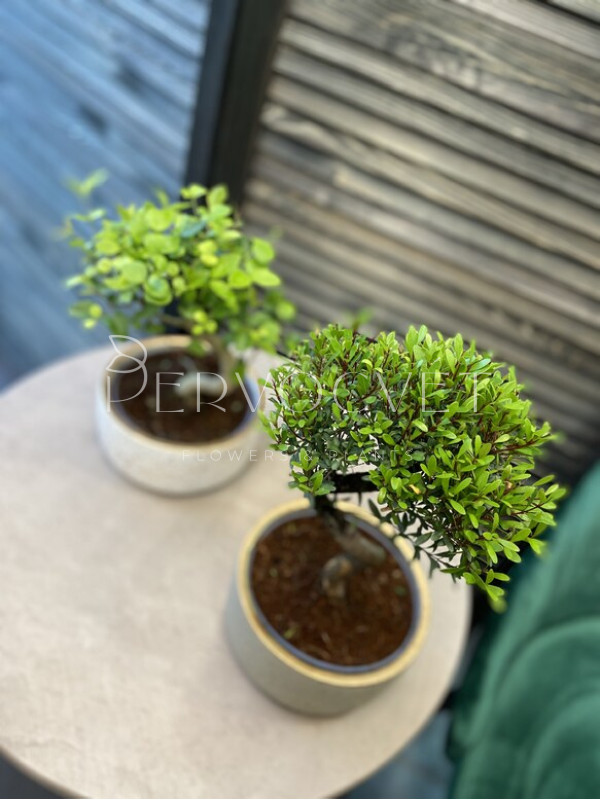 Бонсай Микс в Кашпо 30 см