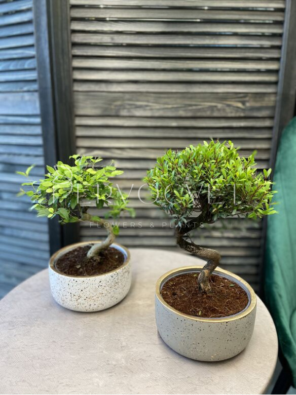 Бонсай Микс в Кашпо 30 см