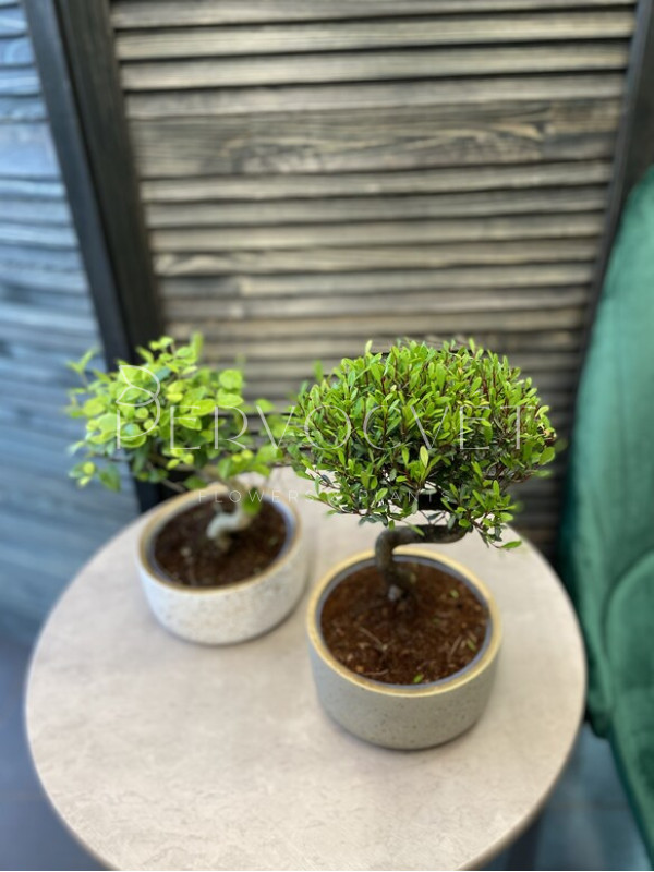 Бонсай Микс в Кашпо 30 см