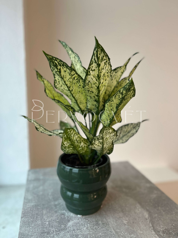 Аглаонема Эмеральд 40 см
