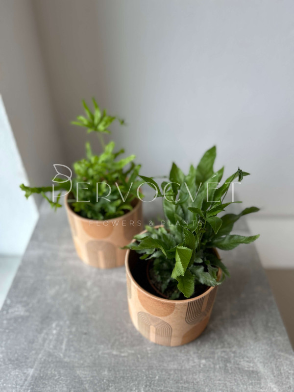 Папоротник Микс 20 см