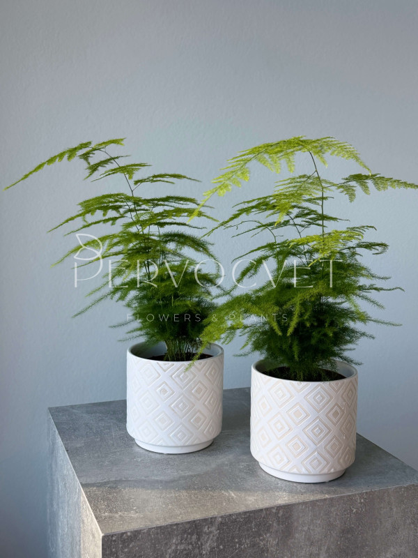 Аспарагус 30 см