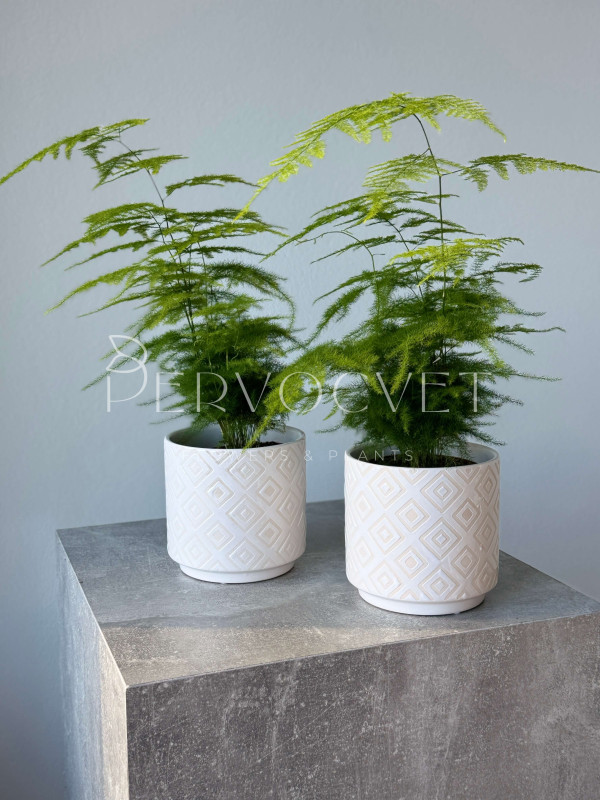 Аспарагус 30 см