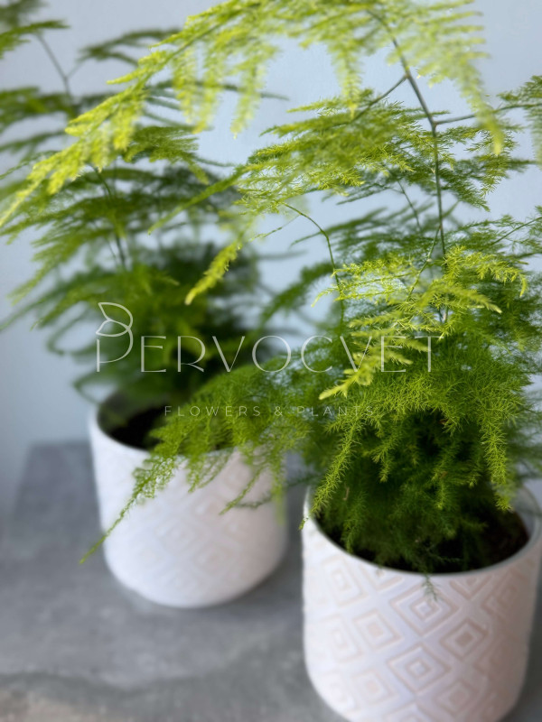 Аспарагус 30 см