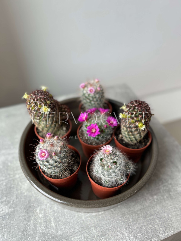 Цветущий кактус Микс Маммилярий 10 см