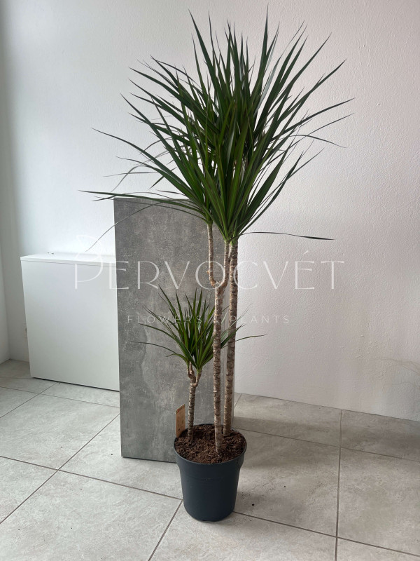 Драцена Маргината 3 ствола 150 см 