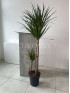 Драцена Маргината 3 ствола 150 см 
