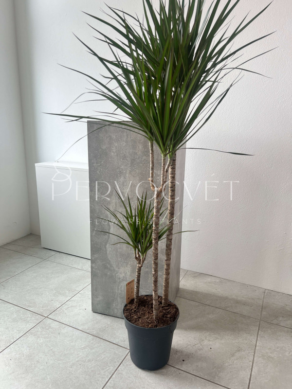 Драцена Маргината 3 ствола 150 см 