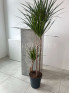 Драцена Маргината 3 ствола 150 см 