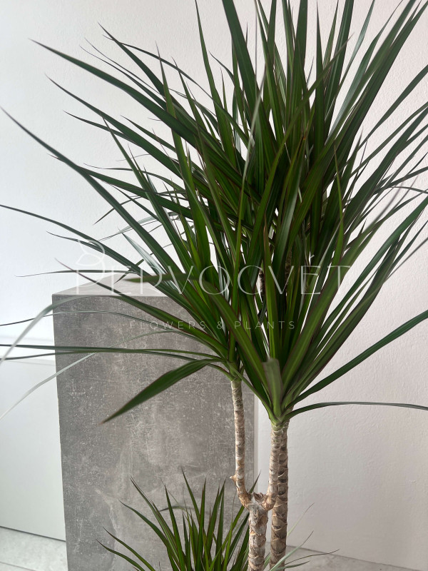 Драцена Маргината 3 ствола 150 см 