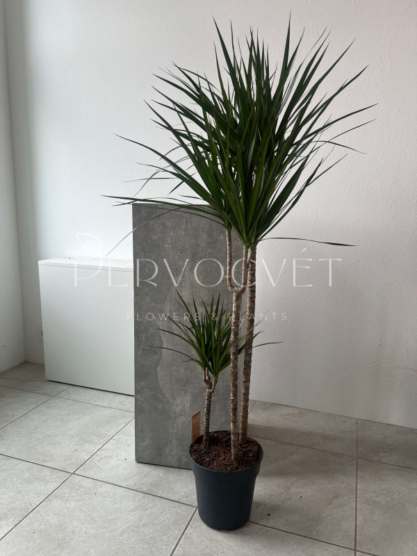 Драцена Маргината 3 ствола 150 см 