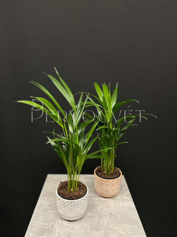 Арека (Дипсис) 50 см