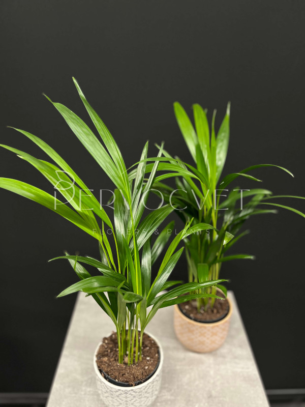 Арека (Дипсис) 50 см