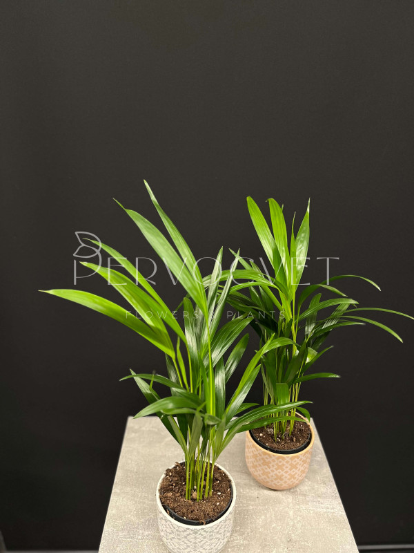 Арека (Дипсис) 50 см