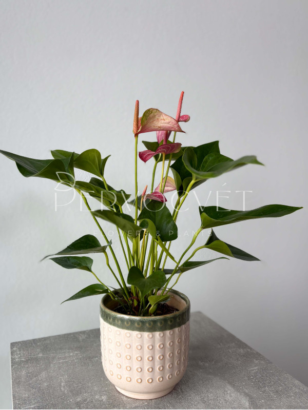 Антуриум Ливиум Руби 30 см